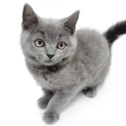 ブリティッシュショートヘア