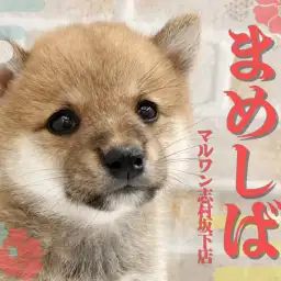 【 豆柴 】ペットショップマルワン板橋志村坂下店にたぬきフェイスの豆柴が登場!