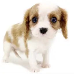 キャバリア・キングチャールズ・スパニエル