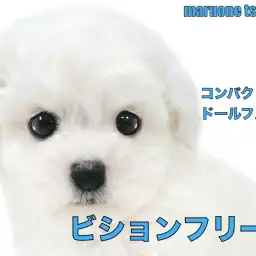 【 ビションフリーゼ 】ドールフェイスと呼ばれる丸みを帯びた愛らしいお顔立ち！！