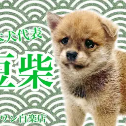 【 豆柴 】日本犬代表!初心者にオススメの甘えん坊な男の子が白楽店に降臨!