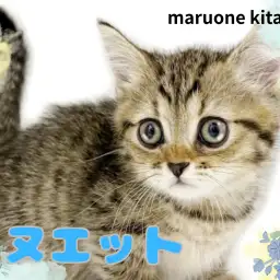 【 ミヌエット 】愛嬌たっぷりの短足ボディ！キジトラ模様の甘えん坊な男の子入店！