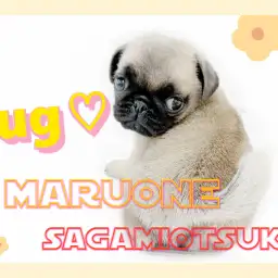 【 パグ 】ブチャかわ代表!一緒にいると自然に笑顔にしてくれる愛嬌抜群の存在感!