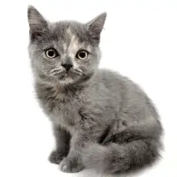 ブリティッシュショートヘア