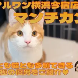 【 マンチカン 】犬とも猫とも多頭できる！超短足なおっとり癒し系の男の子！