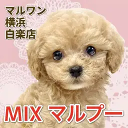 【 MIX 】抜け毛少なめ!甘えん坊で順応性バツグンのマルプーちゃん