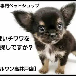 【 チワワ 】生後80日の体重590gのミニチワワはアイドル顔の可愛い男の子!