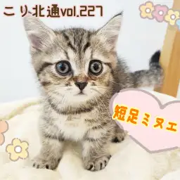 【 ほっこり北通vol.227 】甘えん坊な短足にゃんこミヌエットがやってきた！