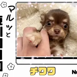 【 マルっと東川口日和No.93 】小さめサイズの激カワチョコタンチワワが登場!