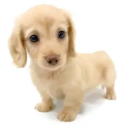 ミニチュア・ダックスフント