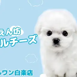 【 マルチーズ 】とびきり可愛い小さな王子様が白楽店にやってきた!