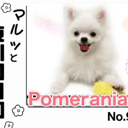 【 マルっと東川口日和No.90 】抱っこした瞬間、恋に落ちるポメの魅力