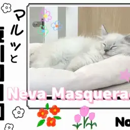 【 マルっと東川口日和No.91 】噂のスターキャット!その名もネヴァマスカレード
