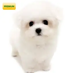 ビションフリーゼ