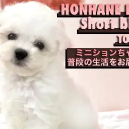 【 ビションフリーゼ 】お店に来て2週間!ミニビションちゃんの生活&性格編!