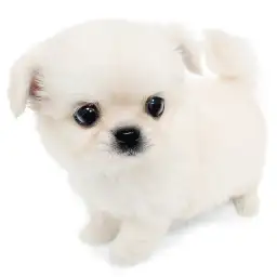 MIX（ペキニーズ×チワワ）