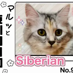 【 マルっと東川口日和No.96 】上品な甘えん坊！人懐っこいサイちゃんの魅力