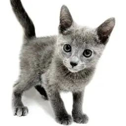 ロシアンブルー