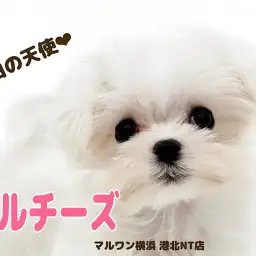 【 マルチーズ 】人気ドワーフ体型！小さな純白の天使マルチーズちゃん