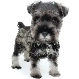 ミニチュア・シュナウザー