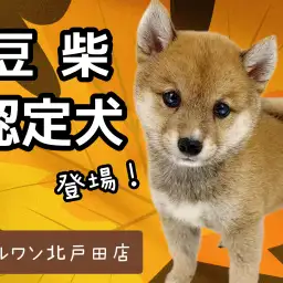 【 豆柴 】KC認定の赤豆柴!鹿児島生まれの小さな紳士が北戸田に登場!