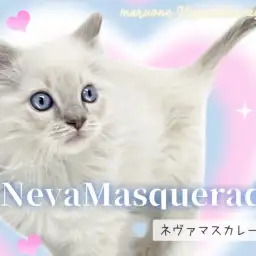 【 ネヴァマスカレード 】人気急上昇中!TOPクラスの美貌を持つ超希少猫種!