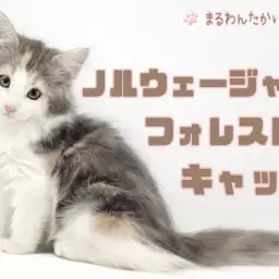 【 ノルウェージャンフォレストキャット 】森の妖精！パステル三毛が最高に可愛い！