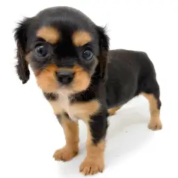 キャバリア・キングチャールズ・スパニエル