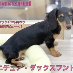 【 ミニチュアダックスフント 】ブラック&タンの女の子、遂にお散歩デビューへ!!