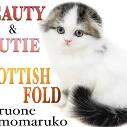 【 スコティッシュフォールド 】垂れ耳が魅力的！天使みたいな優しい性格の女の子