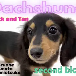 【 カニンヘンダックスフント 】キュートで甘え上手な超フレンドリー犬に成長中!