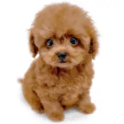 トイ・プードル