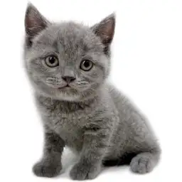 ブリティッシュショートヘア