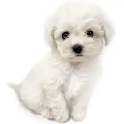 ビションフリーゼ