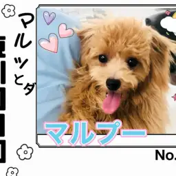 【 マルっと東川口日和No.94 】見た目も性格も満点大人可愛いマルプーちゃん