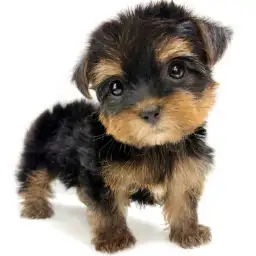 ヨークシャーテリア