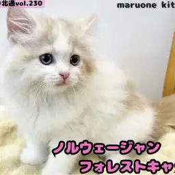 【 ほっこり北通vol.230 】北欧の森より降臨した毛量毛吹き抜群の女の子入店