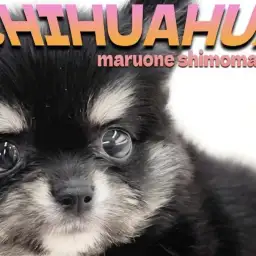 【 チワワ 】クマ系、たぬき系フェイスの小柄な男の子！愛され要素満載な容姿に注目