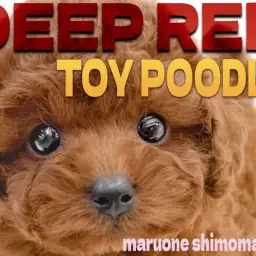 【 トイプードル 】安心感と上品さを兼ね備えた、レッドカラーの究極の癒し系男子。