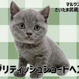 【 ブリティッシュショートヘア 】黄金比の丸顔が可愛い男の子が埼玉に登場