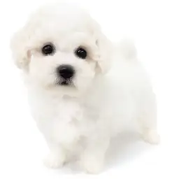 ビションフリーゼ