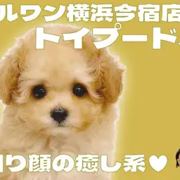 【 トイプードル 】可愛さぬいぐるみ級!アプリコットカラーの癒し系な男の子!