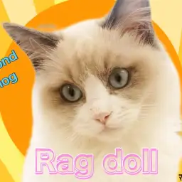 【 ラグドール 】甘えん坊タイム炸裂！生後4ヶ月のラグちゃん愛され成長中