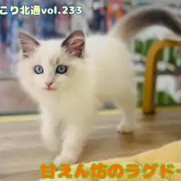 【 ほっこり北通vol.233 】ずっと喉ゴロゴロしっぱなしのラグドールちゃん!!