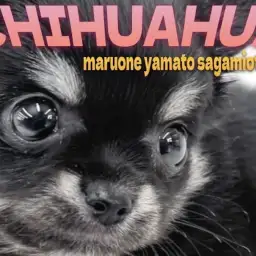 【 チワワ 】小さな体にギュッと詰まった甘えん坊の魅力!愛され容姿の女の子