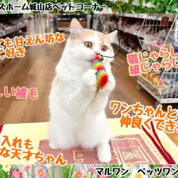 【 ラガマフィン 】城山ラガマフィンちゃんのここが自慢&特別なポイント！