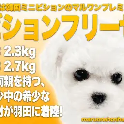 【 ビションフリーゼ 】両親2kg台の驚異の小さめ!通称ミニションが羽田に着陸!