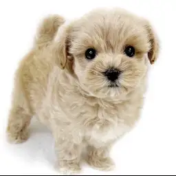 MIX（マルチーズ×トイプードル）