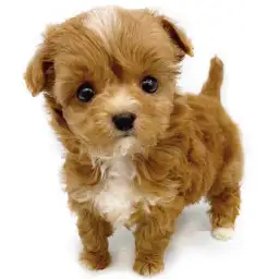 MIX（チワワ×トイプードル）