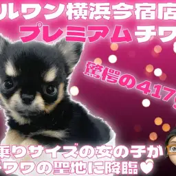 【 チワワ 】生後58日体重417gの手乗りサイズ！プレミアム要素満載の女の子！